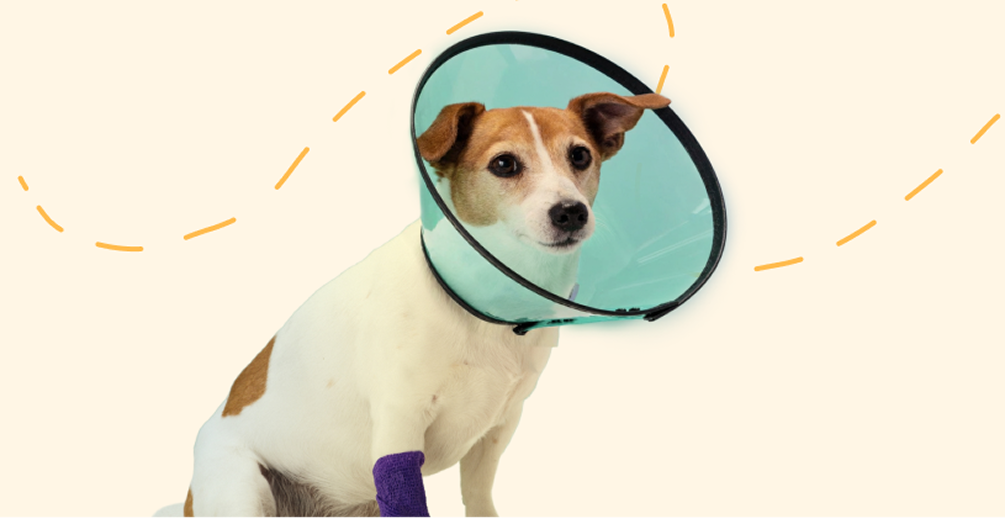 vet bills